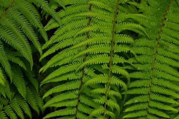 Santé mentale des jeunes : comprendre leurs émotions et enjeux